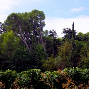 Vignes, arbustes, arbres formant un décor végétal - France  - collection de photos clin d'oeil, catégorie paysages